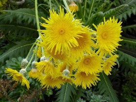 Riesenlöwenzahn von Teneriffa, Sonchus acaulis, etnobotanika